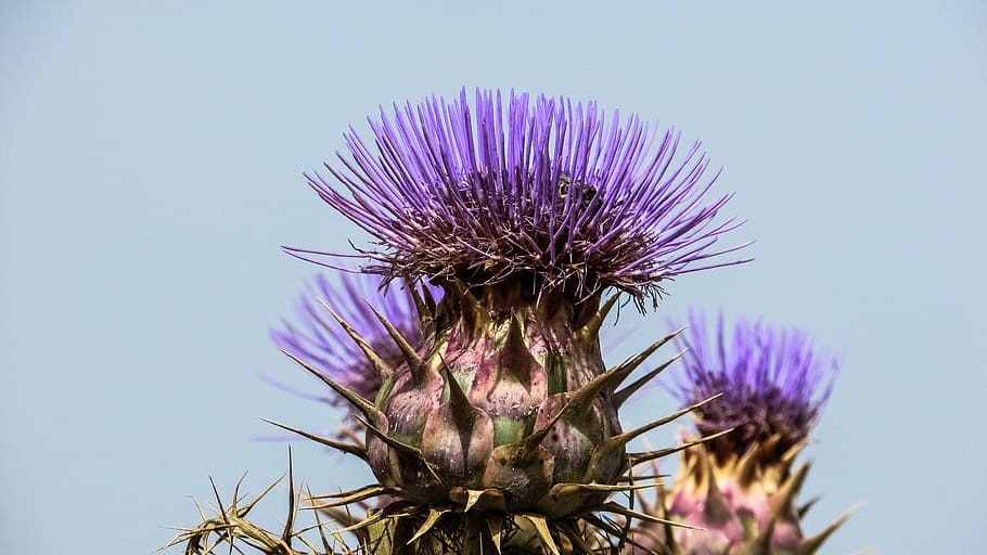 cardoon-flower-purple-plant