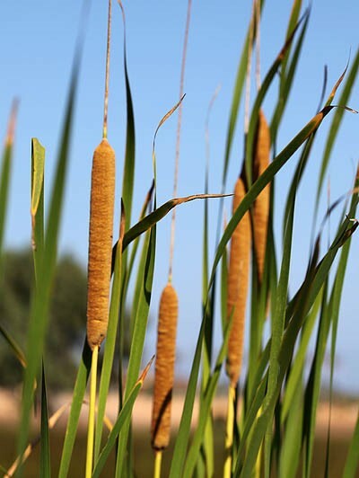 Typha_domingensis_flower2