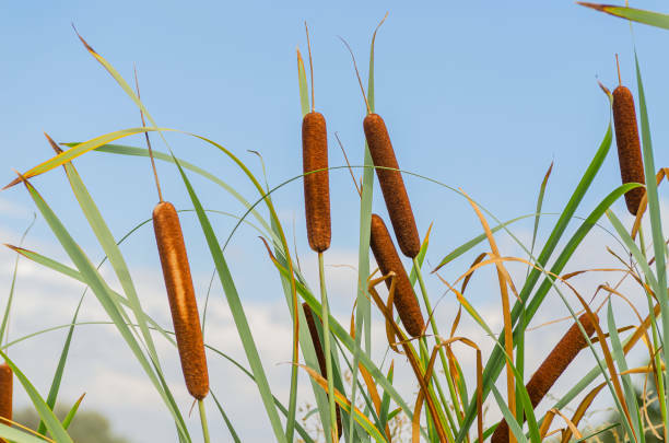 istockphoto-2177488788-612x612